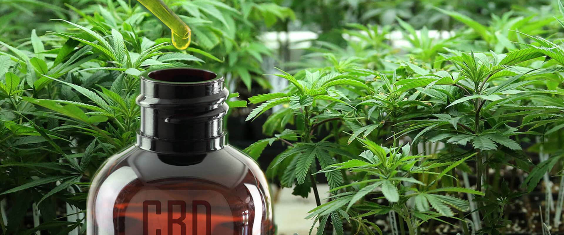 Discover top-notch CBD payment solutions at CBD Merchant Account