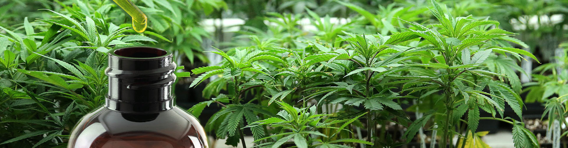 Discover the benefits of applying online with CBD Merchant Account