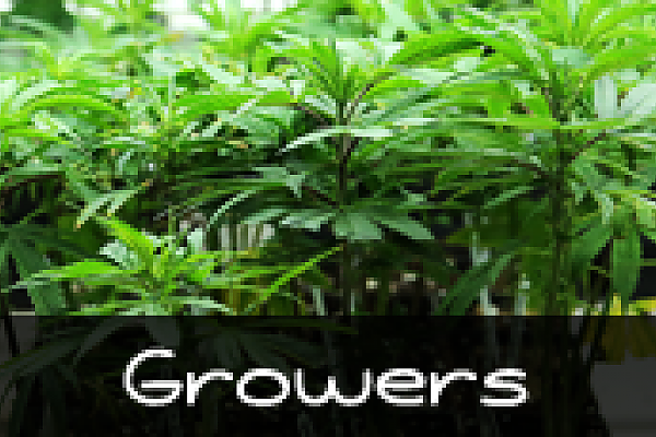  Discover the flexibility of payment processing solutions for cannabis businesses